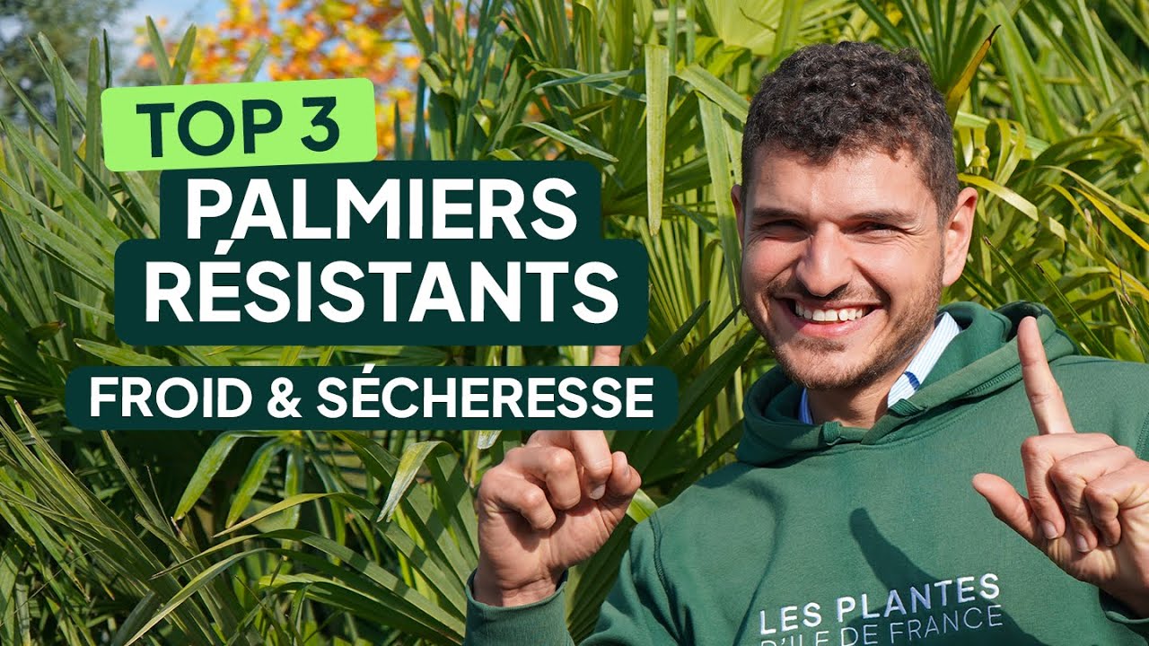 TOP 3 PALMIERS RÉSISTANTS 🌴 – Contre le froid et la sécheresse + Conseils d’entretien