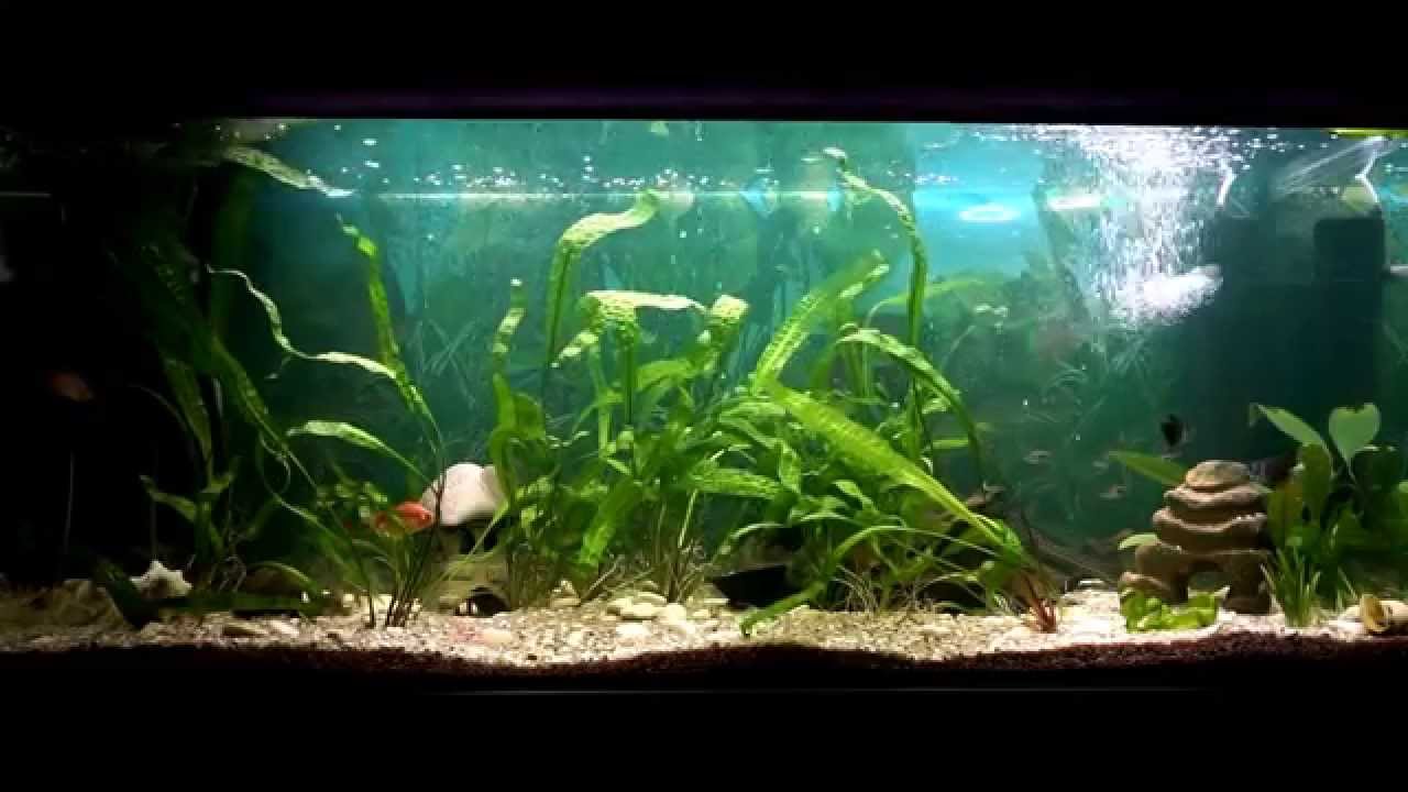 Akwarium 240 l