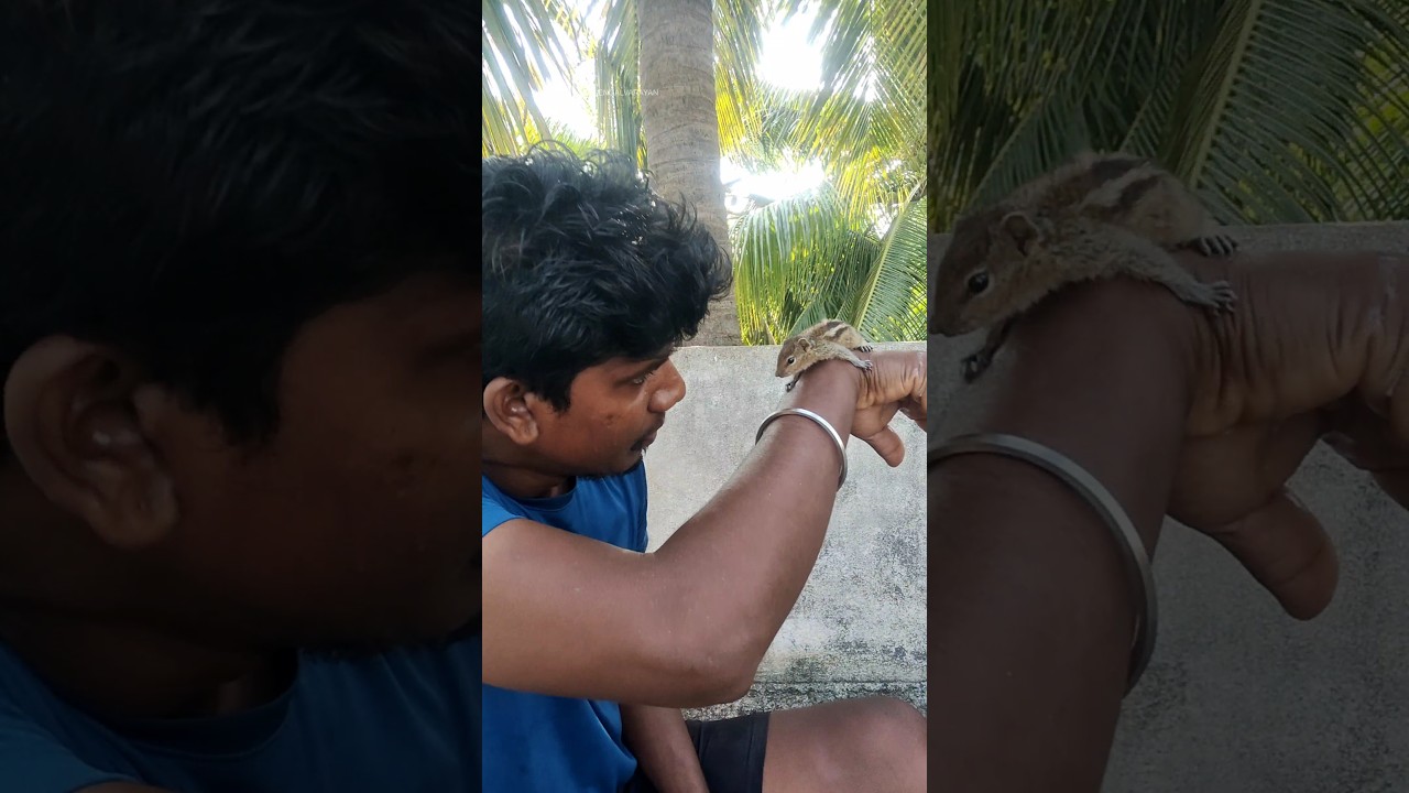 🥹அணில் குட்டி 🦨 தண்ணில விழுந்துடுச்சி🥹🥲🦨 ஒன்ன காப்பாத்திட்டேன் ஆனா இன்னொன்னு🥹