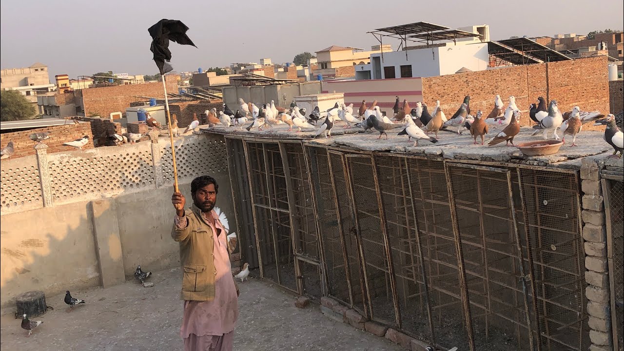 Kabootar kch ja rhy hai kch new arhy hai Mosam basal gea hai 🕊️👍