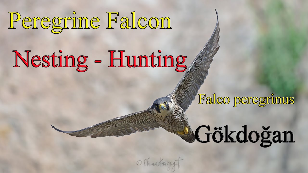 Peregrine Falcon / Gökdoğan