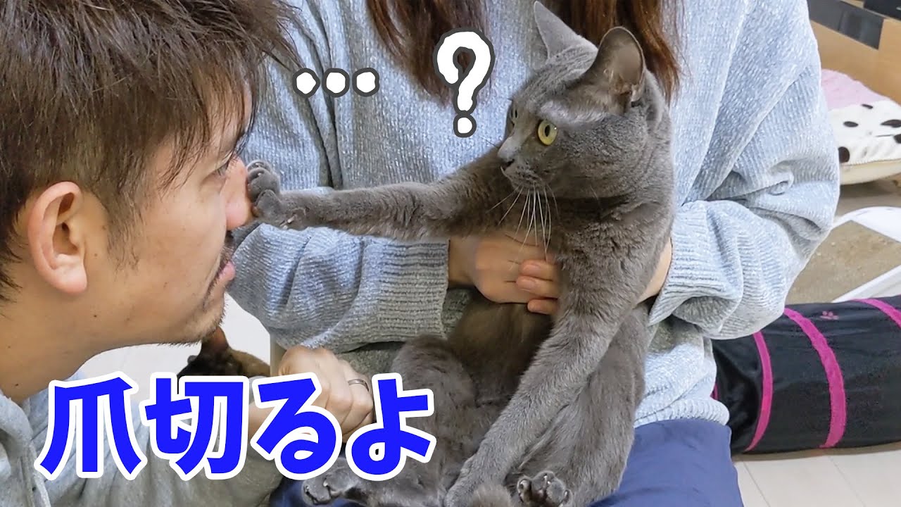 1ヶ月ぶりに猫4匹の爪切りします！！