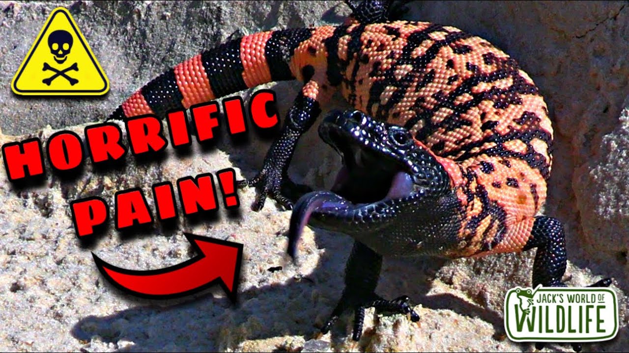 САМЫЙ БОЛЕЗНЕННЫЙ УКУС НА ЗЕМЛЕ!? ЯДОВИТЫЙ МОНСТР!