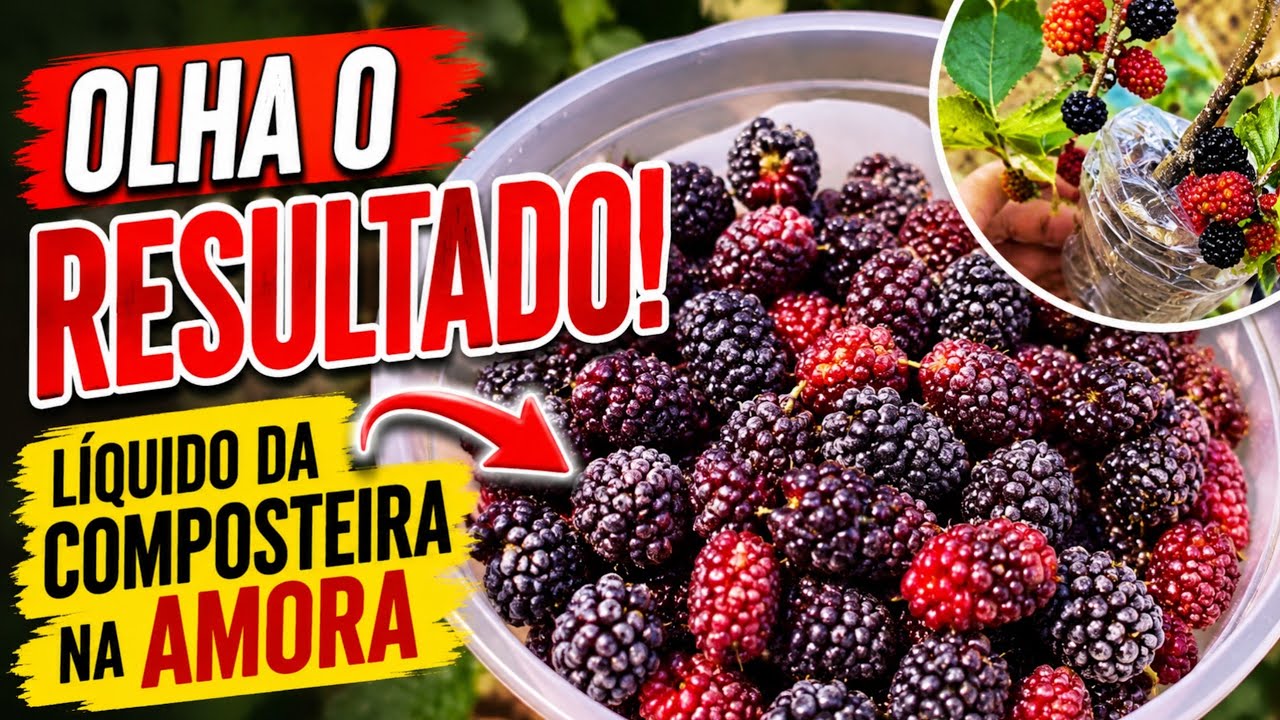 Meu Pé de Amora + Líquido da Composteira e  Pequena Colheita 