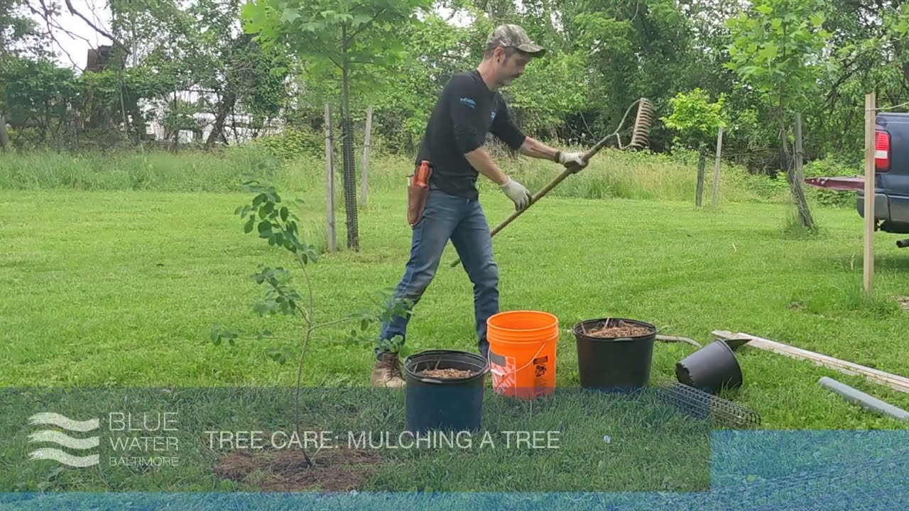Tree Care: Mulching a newly planted tree