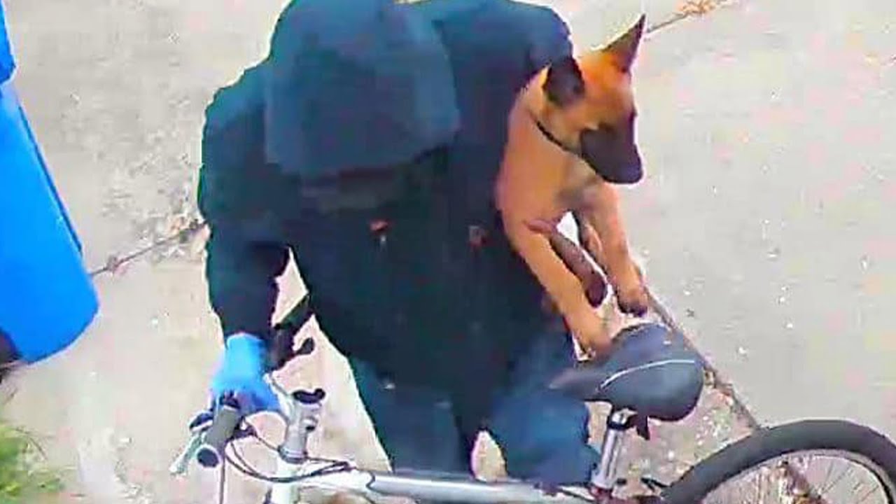 This Is Why These Dogs Get Stolen The Most