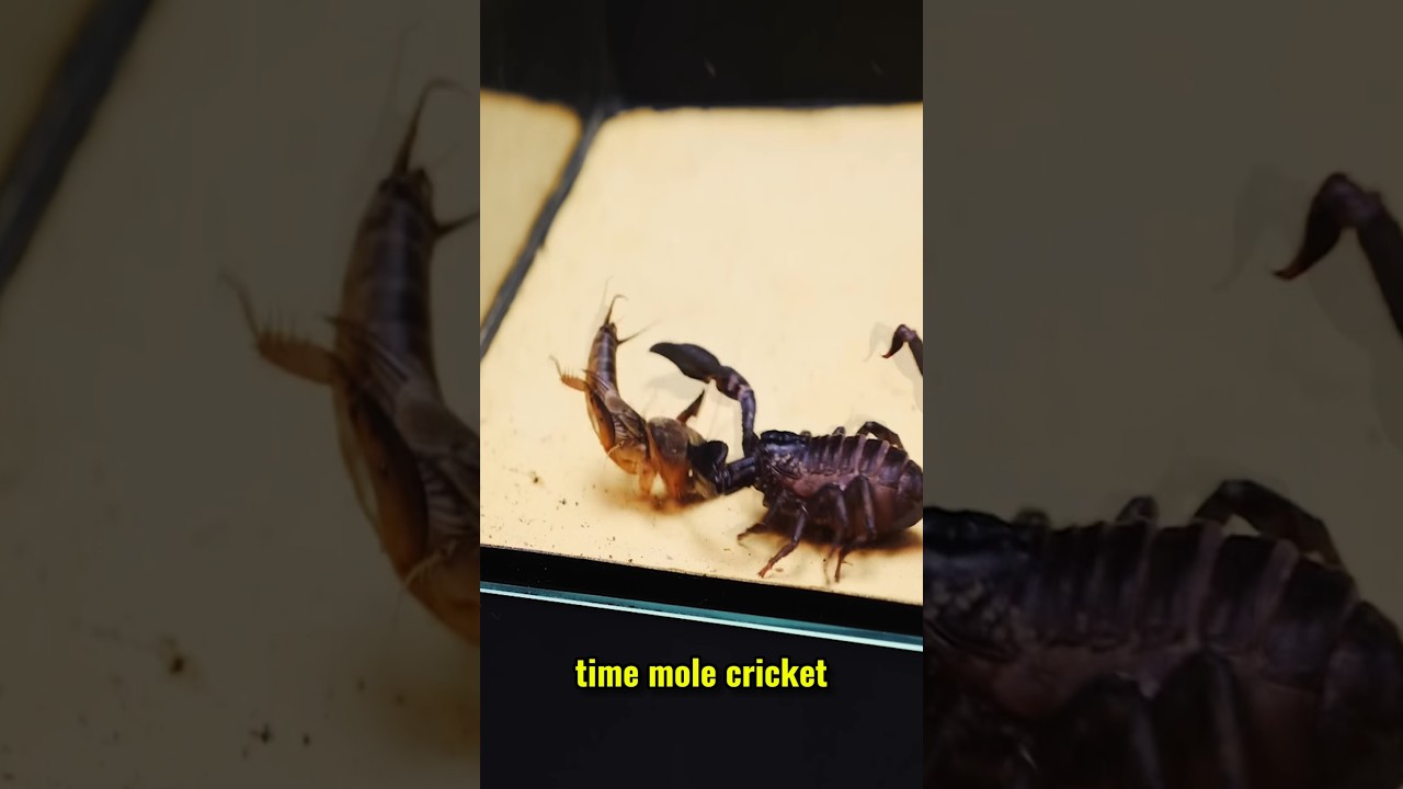 What happens if a Scorpion and a Mole cricket meet in mortal combat #interesting #insects