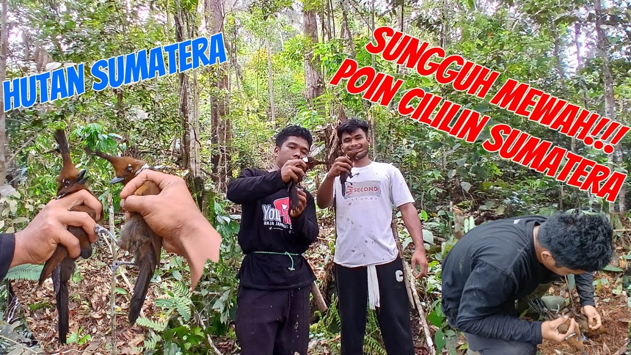 BERPETUALANG DI HUTAN MIKAT BURUNG MAHAL II BURUNG MASTERAN II CILILIN SUMATERA