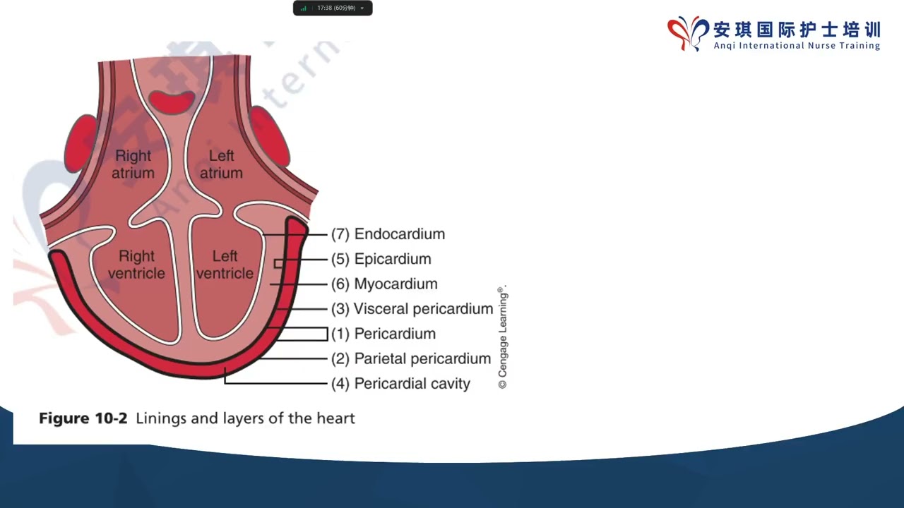 国际护士证RN CGN专业知识  医学术语：Cardiovascular 心血管