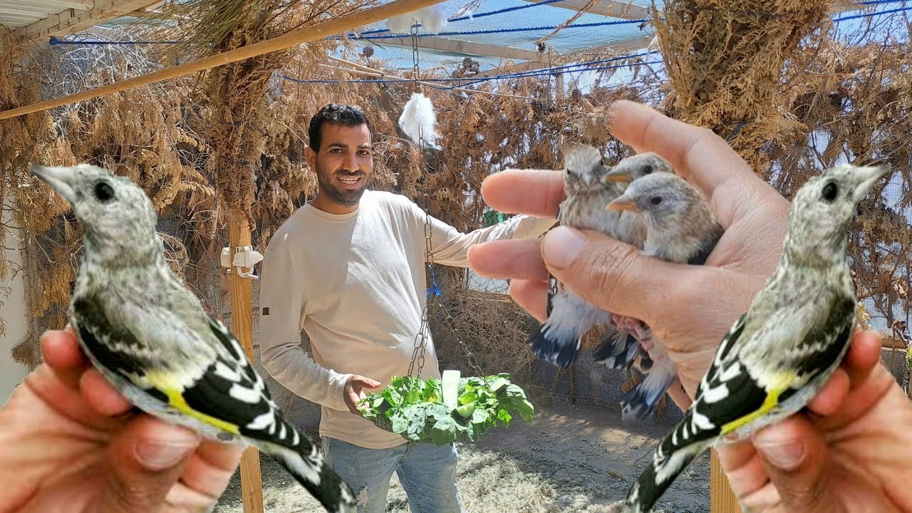 زيارة عند ايوب❤️‍🔥ورانا سلالة الحسون قورع تسيباط اعشاش مع اهم المعلومات مفيدة في تربية طيور الحسون