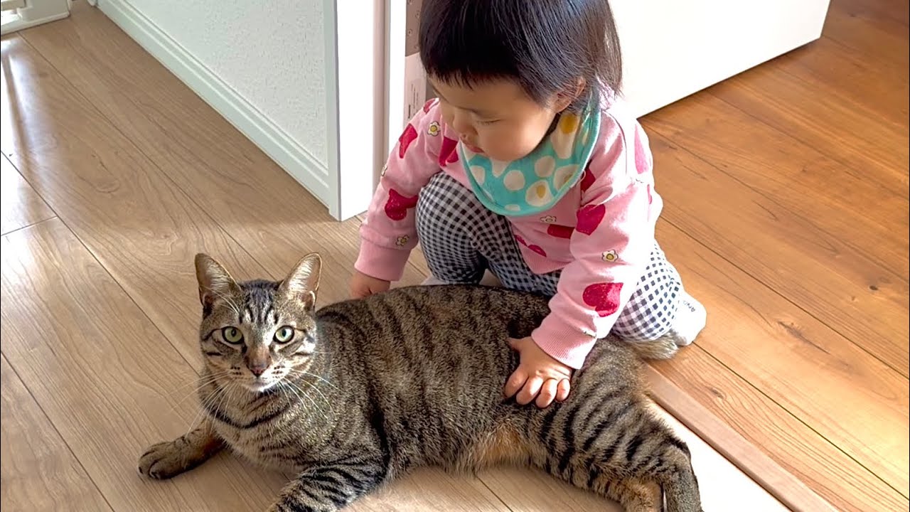 1歳児のことが大好きすぎる猫の行動がこちらです...。