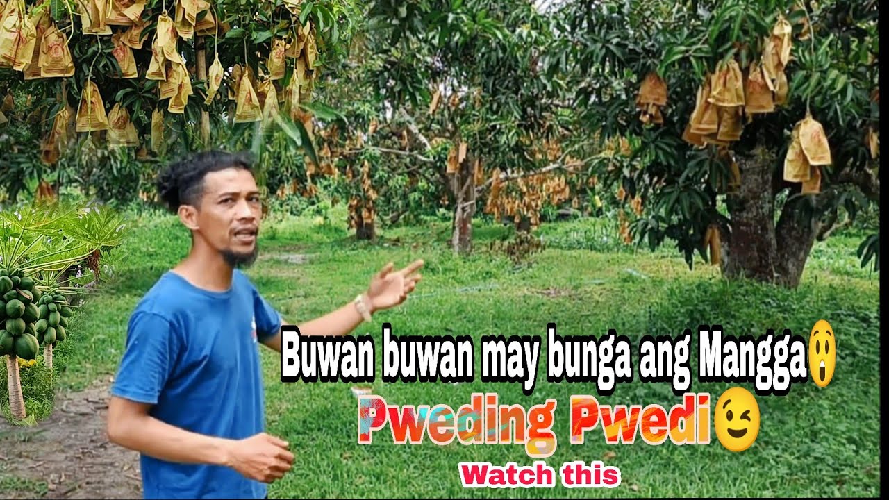 MANGO EVERY MONTH HARVEST MANGO DEVELOPMENT/ CYCLE MANAGEMENT and PRODUCTION @GhaAgriTv