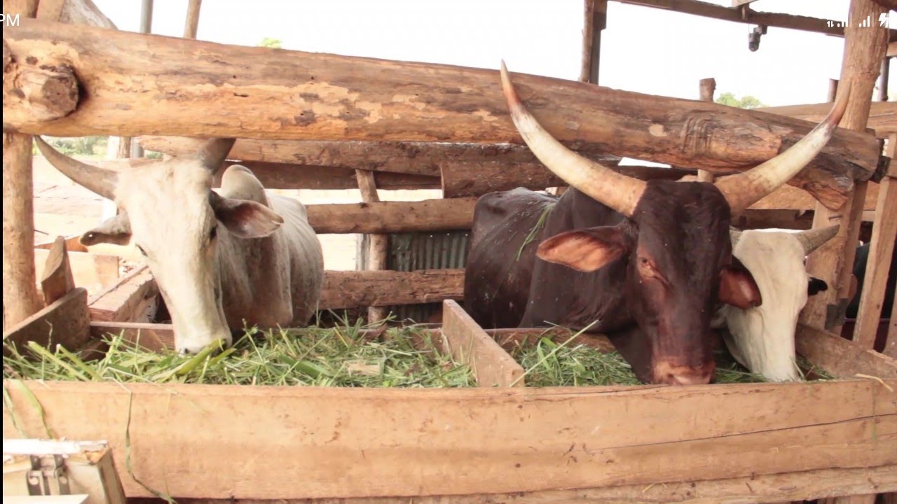 The  Billionaire  Farmer 