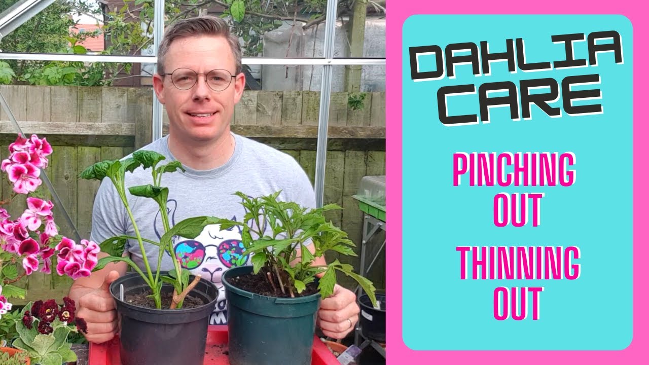 Pinching out and Thinning out Dahlias - May & June