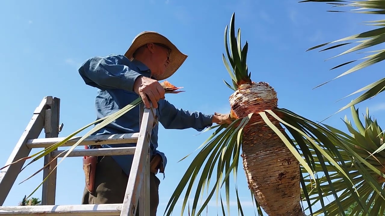 Dracaena draco I El Sueño Jardín Botánico 