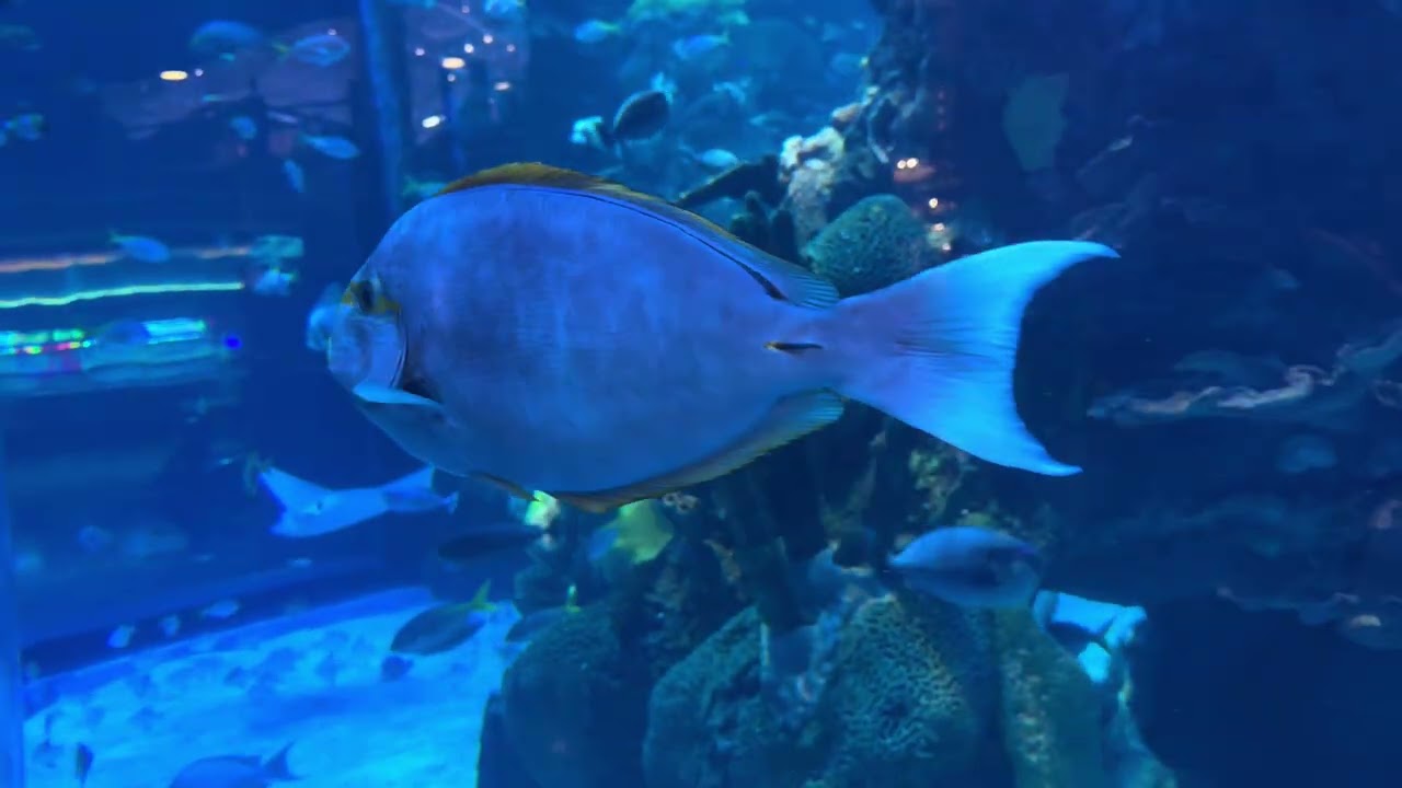 Fishes at Silverton casino!! 🎰 🐟🐠🐡🦈🪸#hockeytiki #fish @HockeyTiki 