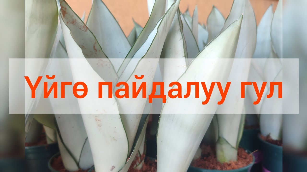 Уйундун баасын тазала! Пайдалуу гул өстур! Очистители воздуха!