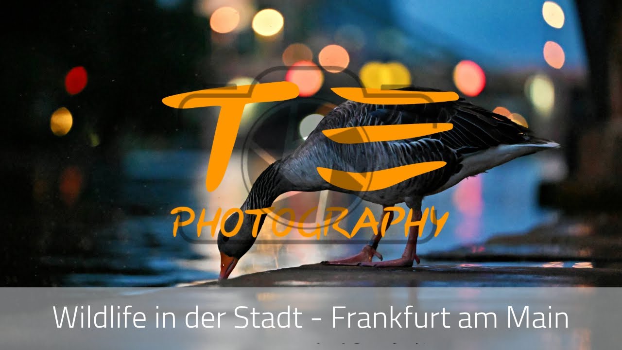 Urban Wildlife in Frankfurt am Main - Wilde Tiere in der Stadt fotografieren