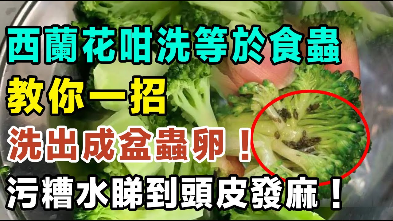 西蘭花咁洗等於食蟲，洗出成盆蟲卵！教你一招，洗出的污糟水睇到頭皮發麻！#西蘭花清洗 #蟲卵去除 #廚房小貼士 #健康飲食 #蔬菜清潔 #焯水技巧 #食材挑選 #有機花菜 #生活科學 #飲食安全