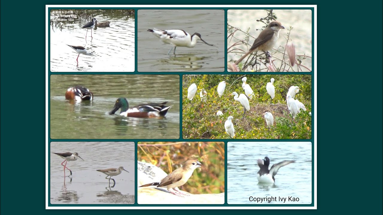 Feb. 2026 Bird Watching in Wetlands of Southern Taiwan 嘉南大圳/鹽水溪/虎頭埤觀鳥記錄