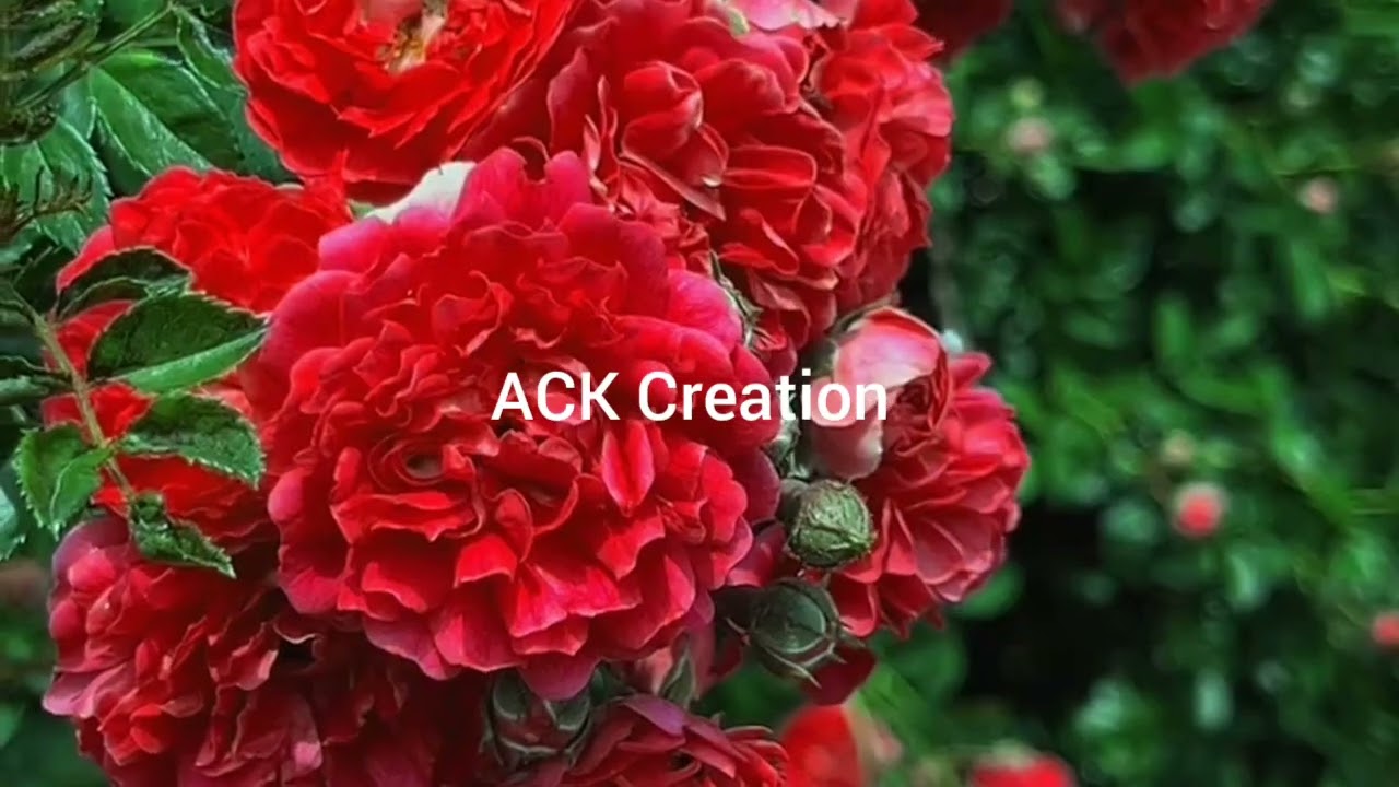 Beauty of nature #rose#flower#garden#viral video #video#beautiful rose#nature#spring#rose garden 