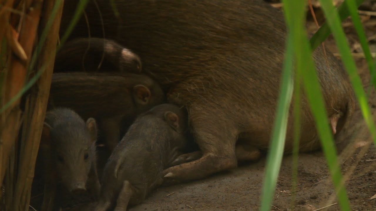 Pygmy Hog saviours of India: only 150 of these tiny pigs remain in wild