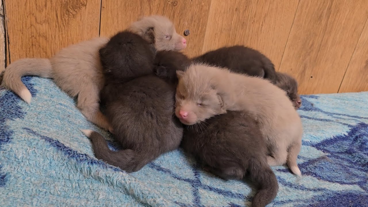 The foxes are waiting for their mother