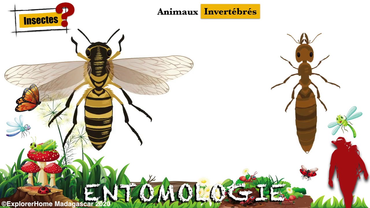 L&rsquo;Entomologie, c&rsquo;est quoi? One word a day | Entomology | ExplorerHome Madagascar