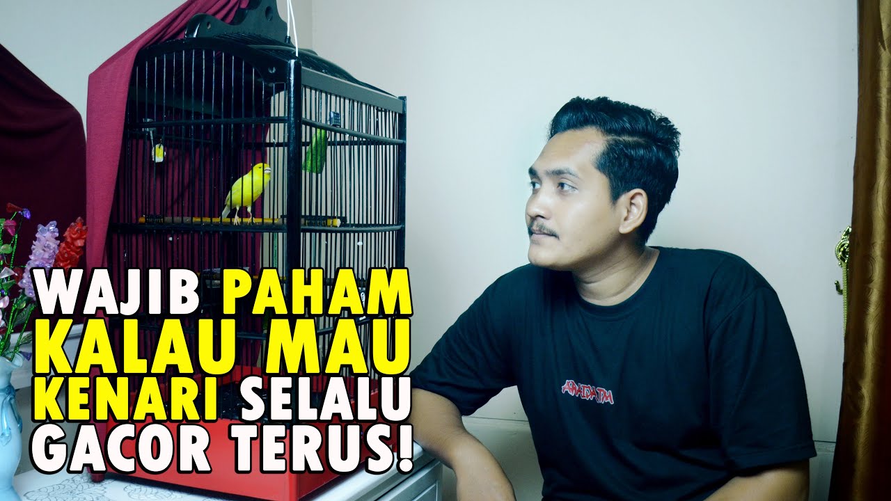 Cara Merawat Kenari Agar Gacor SEPANJANG MASA Terbukti ampuh untuk burung kenari manapun - Part1