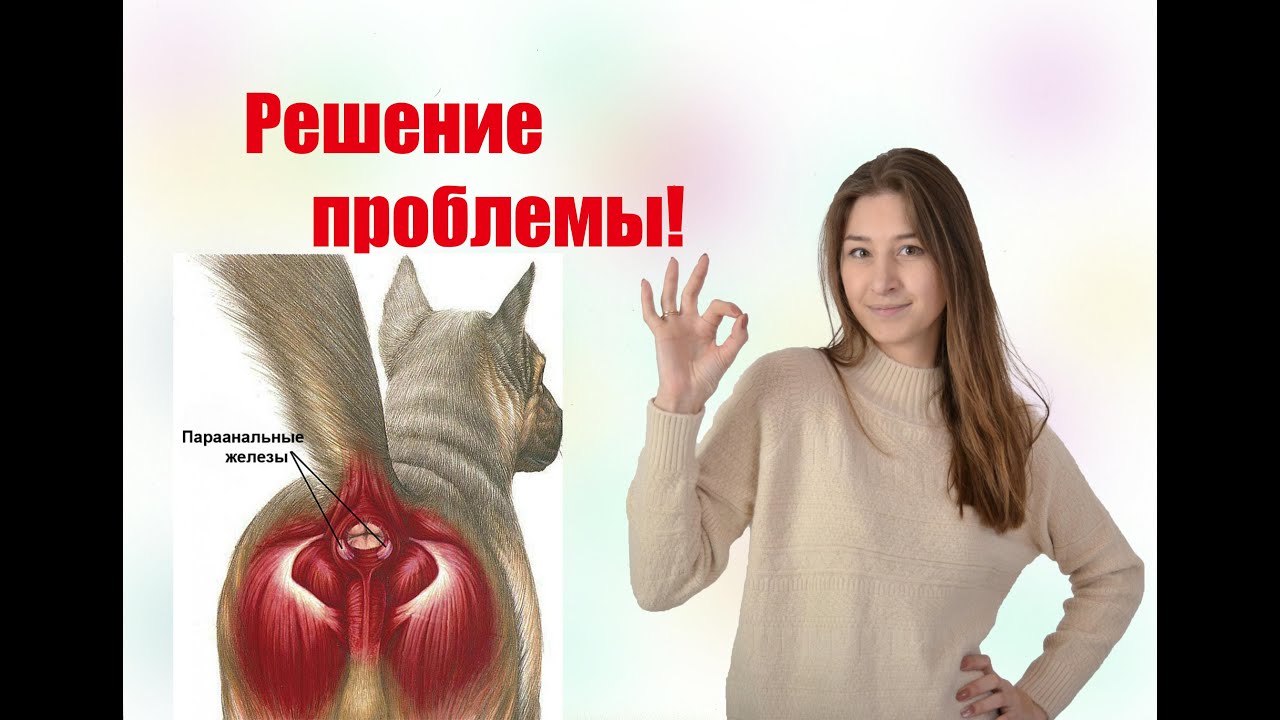ЧИСТКА АНАЛЬНЫХ ЖЕЛЕЗ У СОБАК | Что это такое и как их чистить??? Советы ветеринара и грумера!