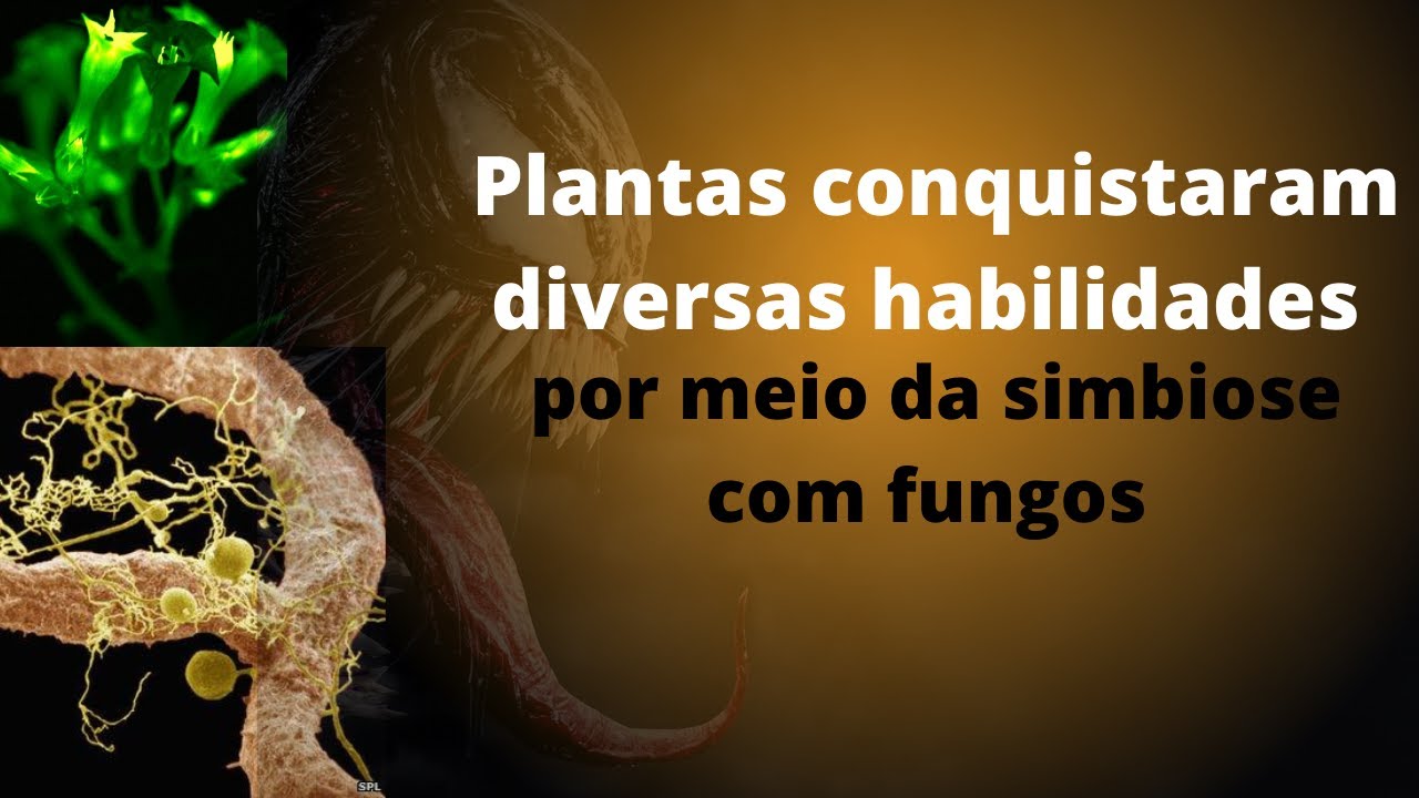 Simbiose Micorrízica, uma surpreendente interação entre raízes de plantas e  espécies fúngicas