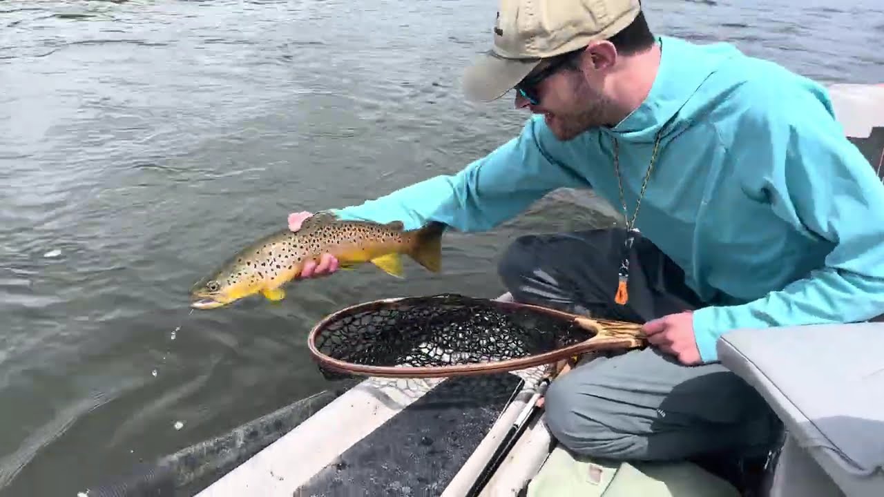 Montana Fly Fishing Brown trout Release