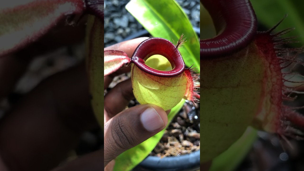 Nepenthes ampullaria - &lsquo;Hotlips&rsquo; ❤️ #nepenthes #carnivorousplants #pitcherplant