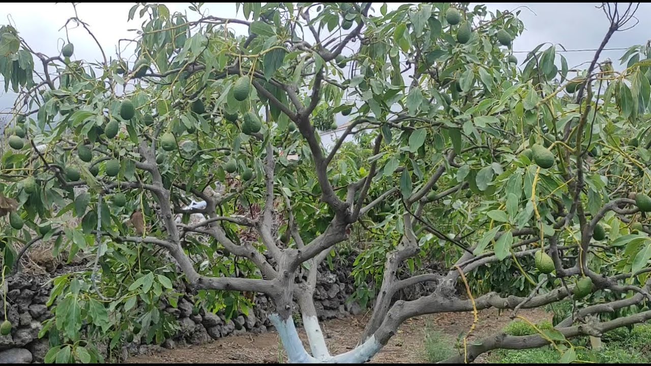CONTROL y MANEJO de lasiodiplodia theobromae en ARBOLES de AGUACATE(muerte regresiva)🥑