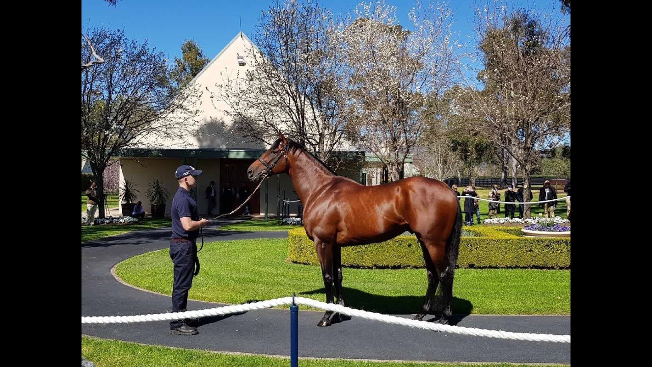 American Pharoah - Bred To Win