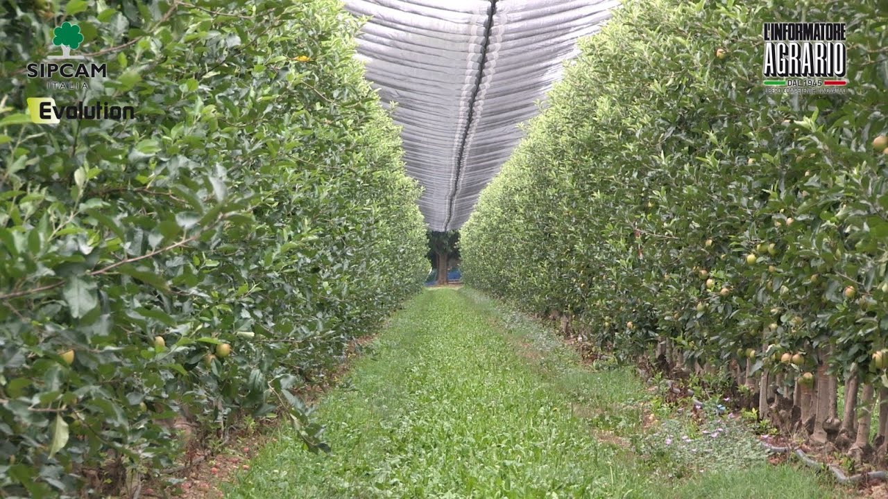 Gestione del sottofila nei frutteti