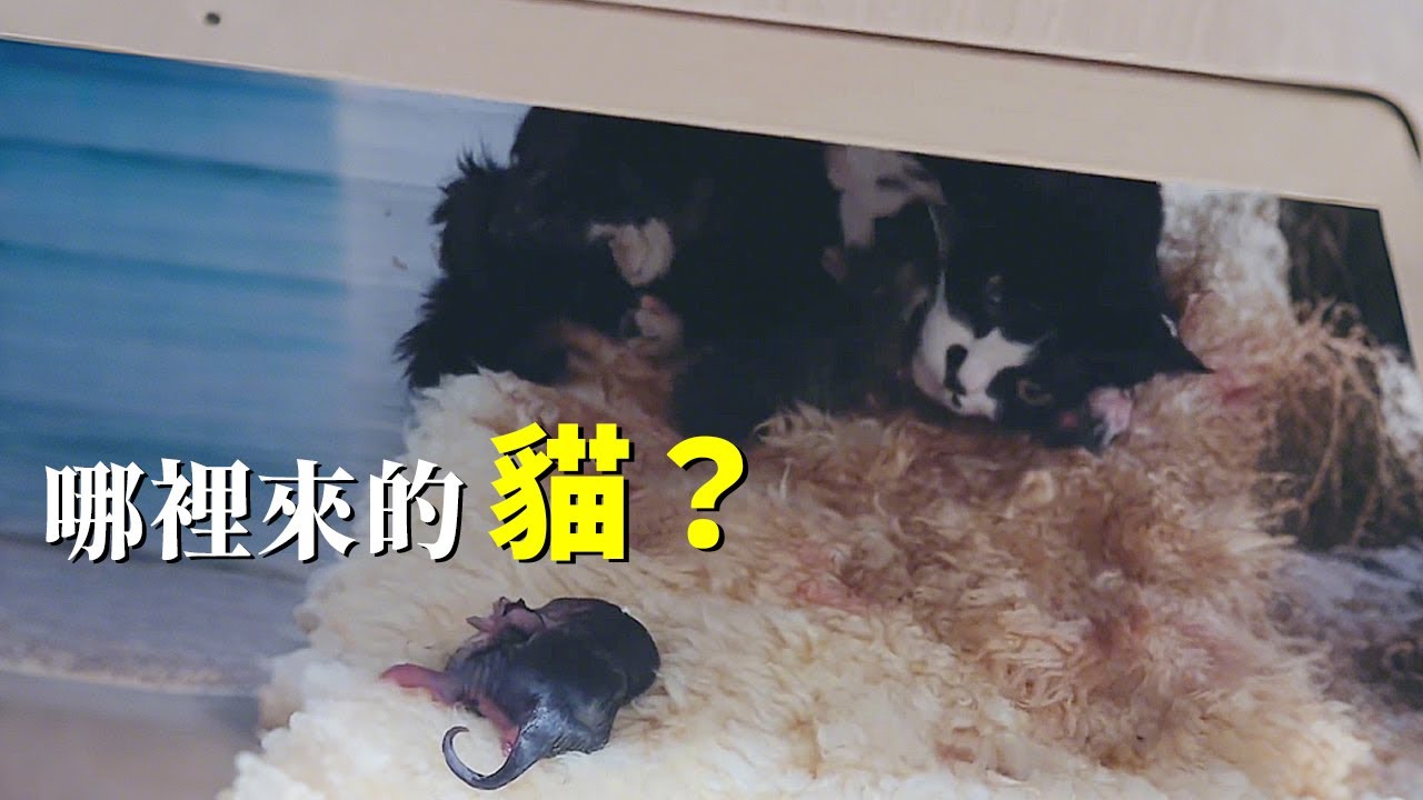 「離大譜！」 一覺醒來，流浪貓竟在我家生了一窩小貓