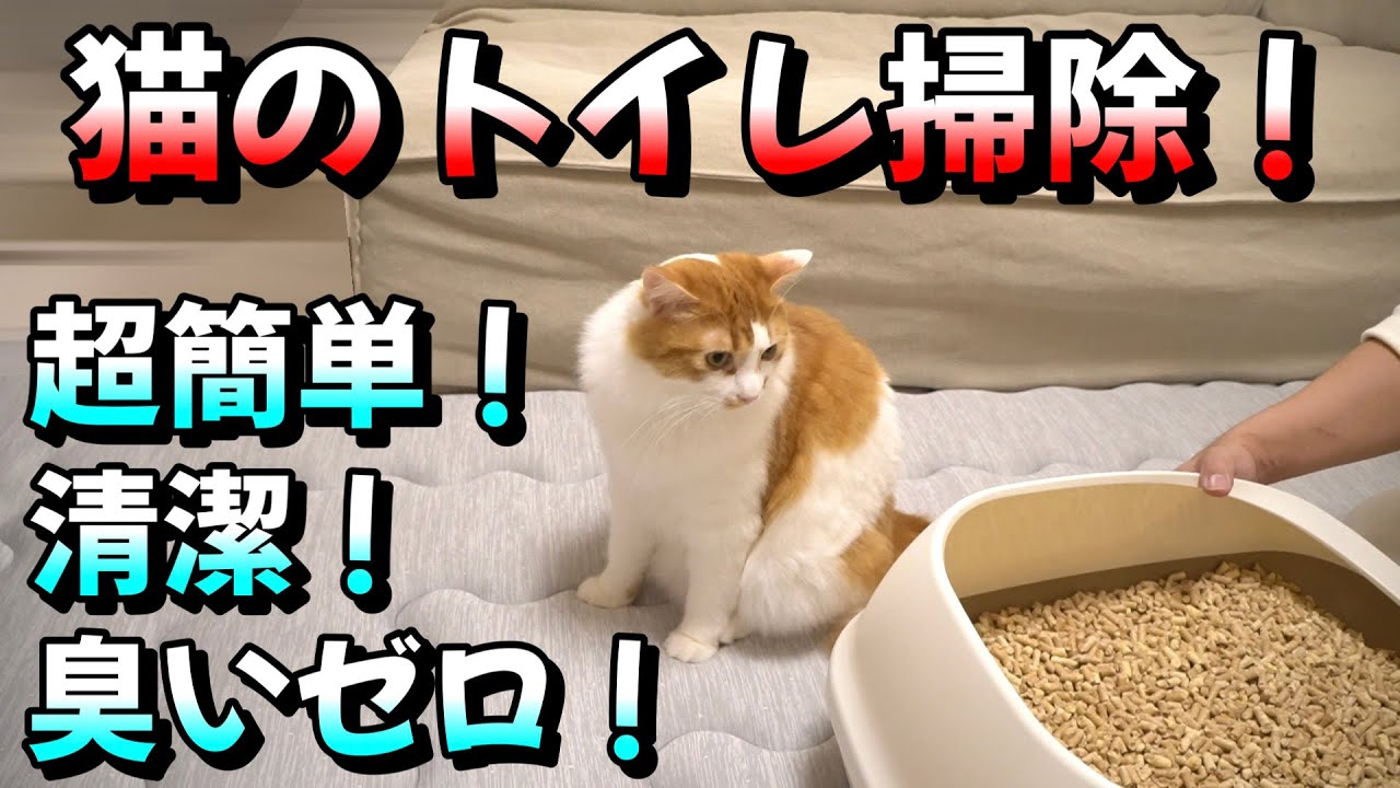 もう悩まない猫のトイレ掃除！最高の方法を発見！