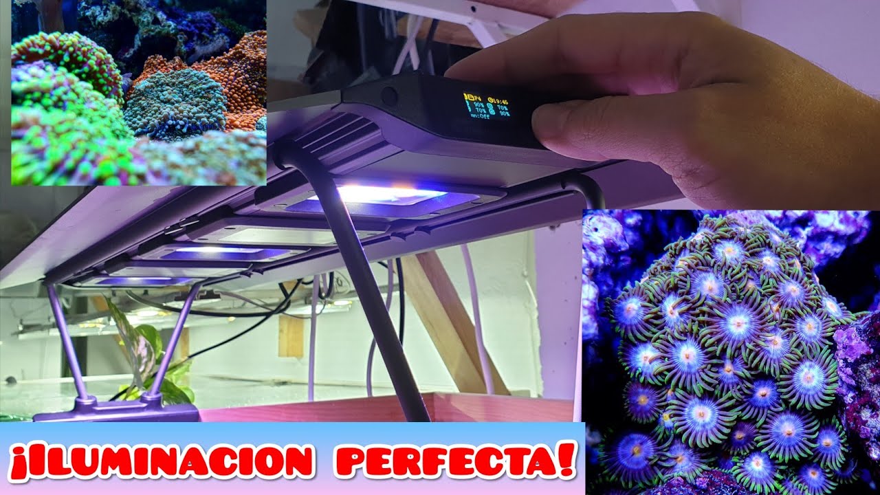 MAXSPECT RSX ILUMINACIÓN QUE REVIVE CORALES