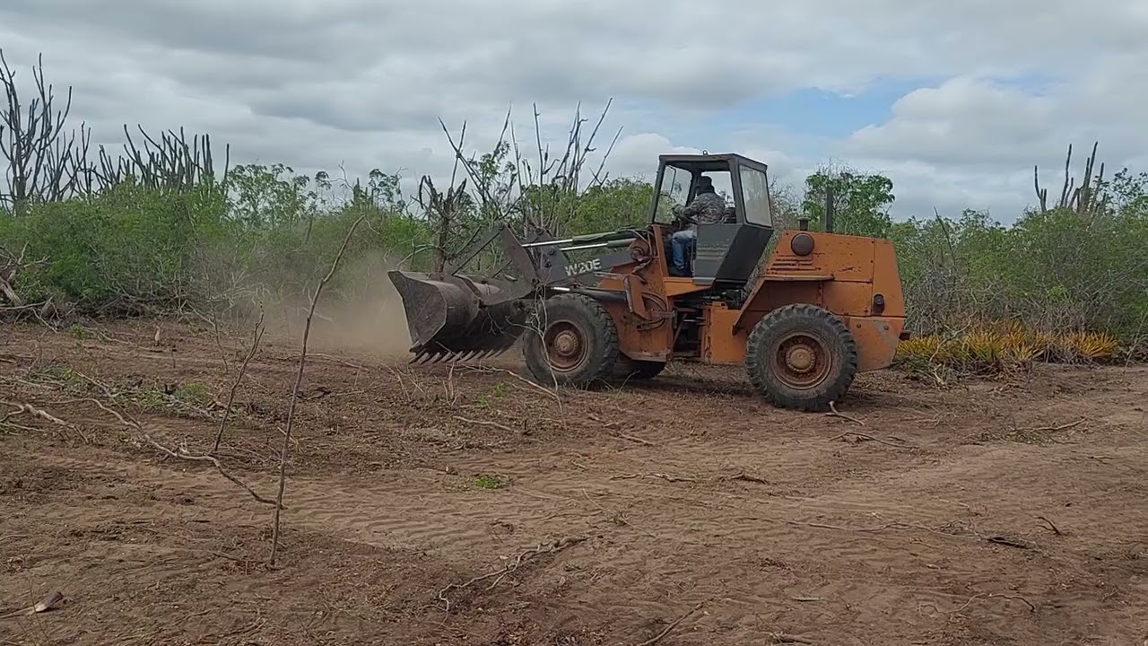 Pá carregadeira W20E fazendo desmatamento 