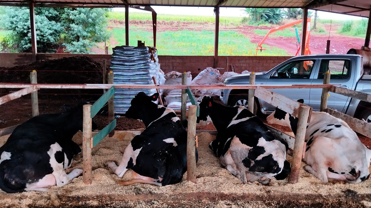 Free Stall de madeira, mudei o sistema de confinamento das vacas🐄🤠