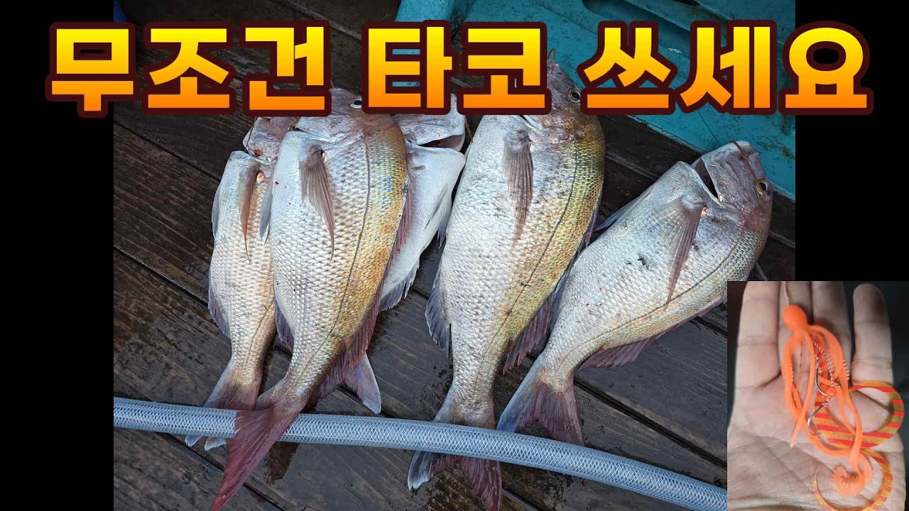 가운데 자리에서 장원할수 있다  #타이라바 #제주뉴진조호 #초보필수시청