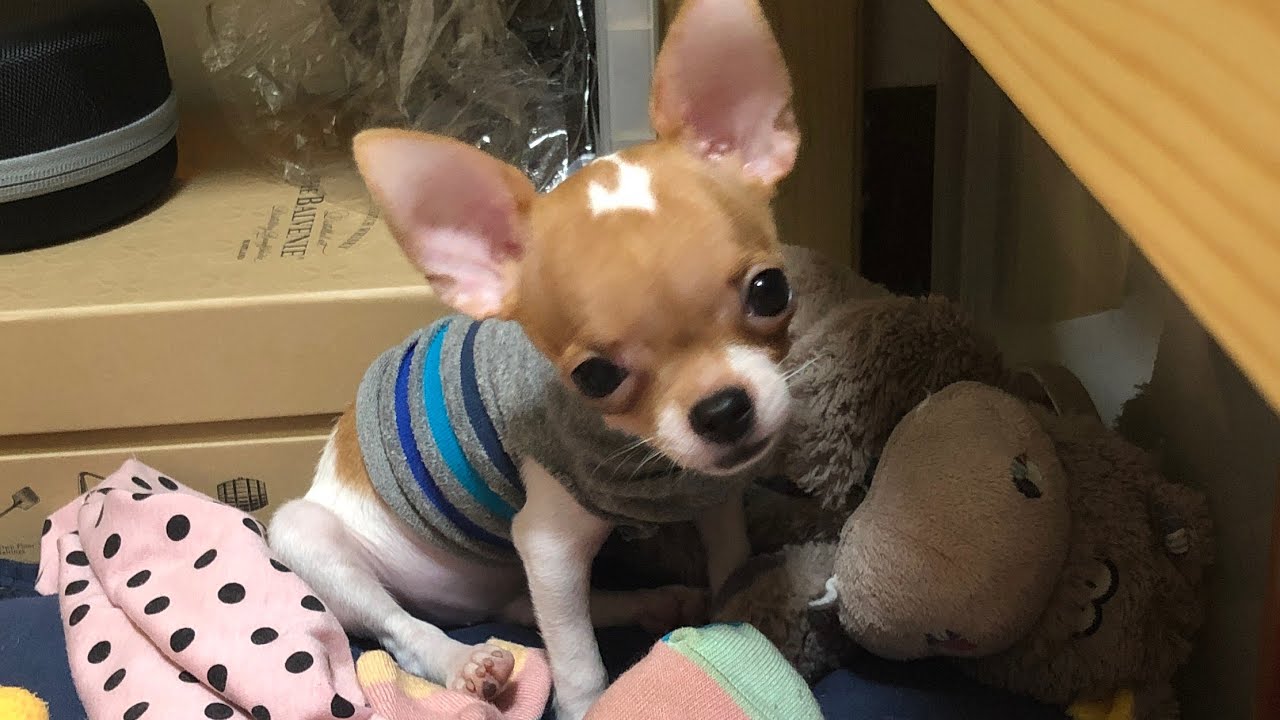 吉娃娃：小小麻吉  Puppy Machi Chihuahua