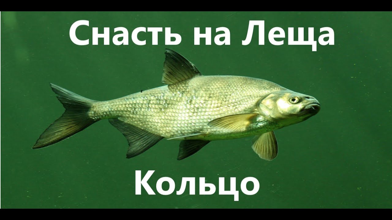 ЛЕЩ на КОЛЬЦО. Изготовление снасти за 20 мин)