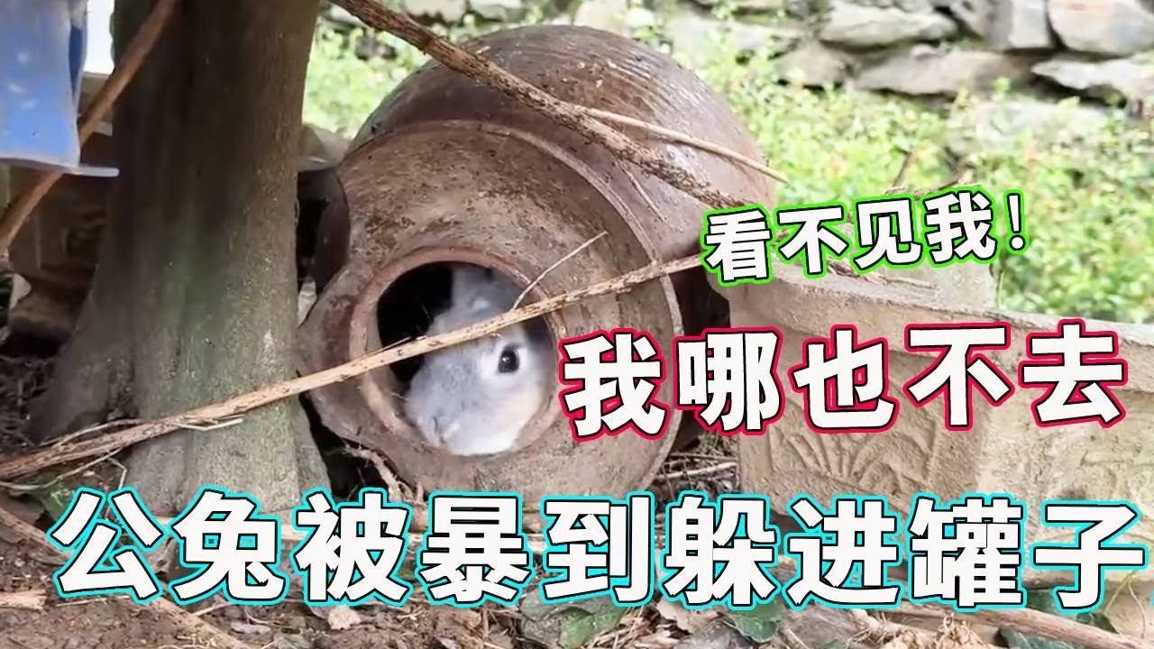 公兔遭轮番暴揍，一路逃窜后躲进罐子 “认输”，这求饶姿势太萌了！【天下一场梦】