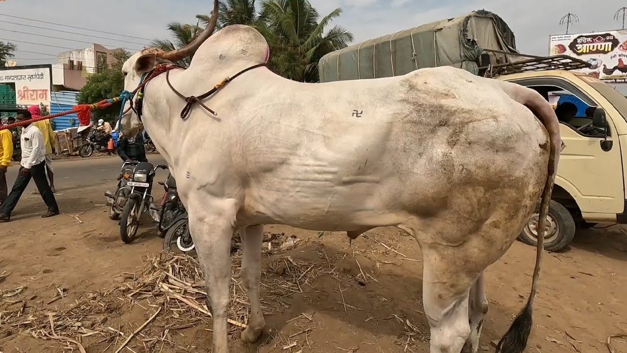 जत यात्रा 2024  / khillar cow