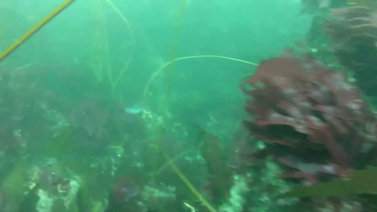 Large Lingcod, Salt Point, California