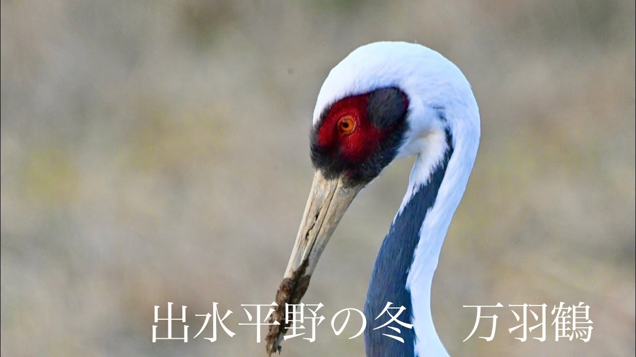 出水平野の冬　万羽鶴