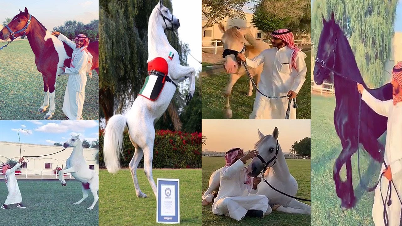 جمال الخيول سبحان الله لشيخة فاطمه الله يحفظها والحصان ديزرت يدخل موسوعة غينيس 2016