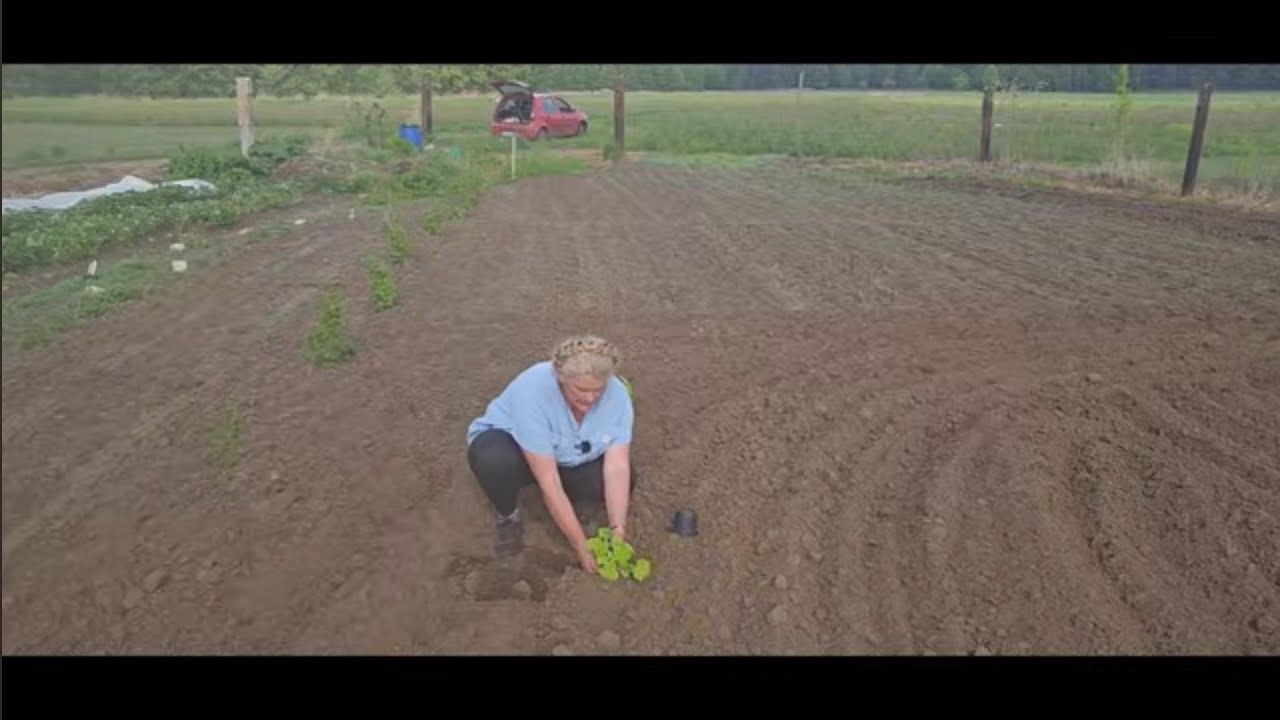 Błędy w wysiewie i wysadzaniu ogórka - na jakie odmiany stawiam ? Jakie polecam ?już do gruntu ?
